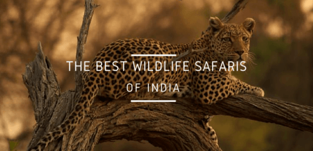 13 Best Wildlife Safaris in India Every Animal Lover Needs To Take!