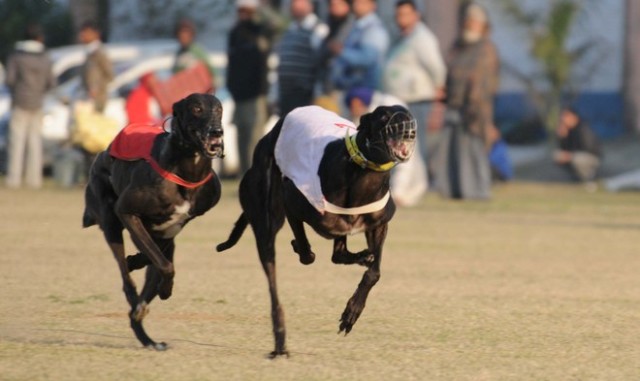 Dog Race at Kila Raipur sports festival