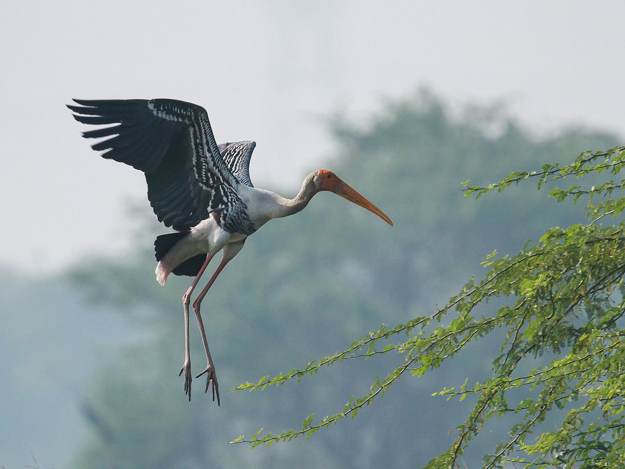 Sultanpur Bird Sanctuary, , Picnic Spots Near Delhi