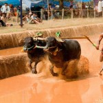 7 Festivals of Karnataka That You Must Plan Your Trip Around!