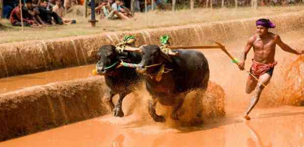 7 Festivals of Karnataka That You Must Plan Your Trip Around!