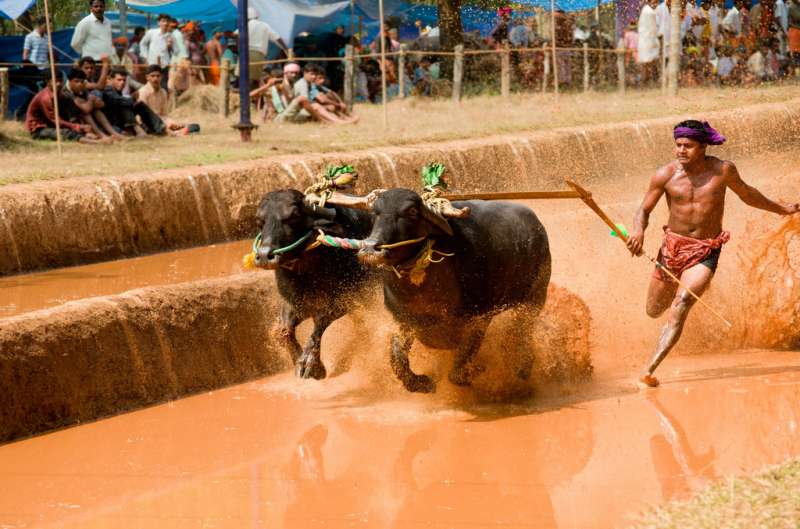 Kambala Festival_Festivals of Karnataka