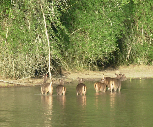 Bandipur Forest