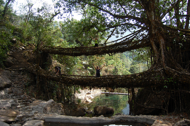 Living Root Bridge