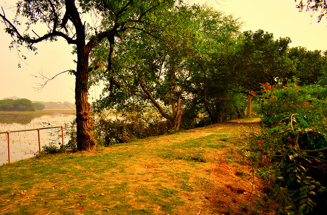 Nawabganj’s Bird Sanctuary