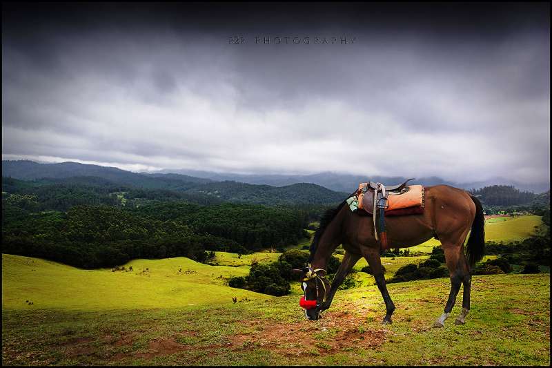 Ooty