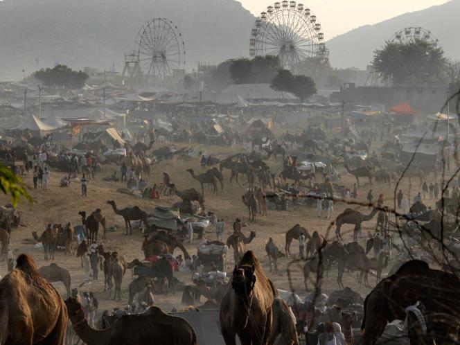 Sonepur Cattle Fair