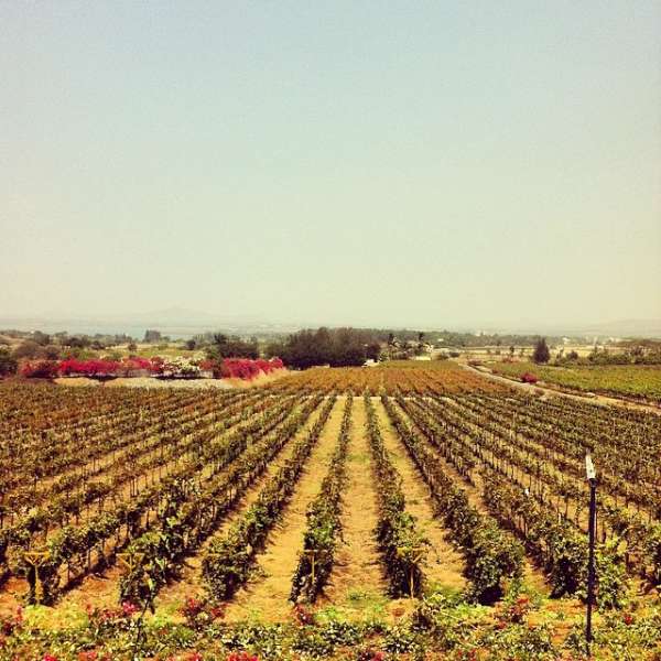 Sula Vineyards