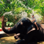 Experience Elephants in Kerala – God’s Own Country
