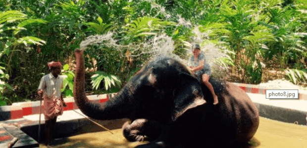 Experience Elephants in Kerala - God's Own Country