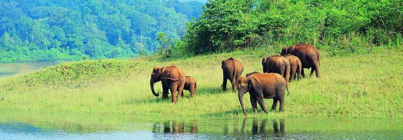 Periyar Wildlife Sanctury