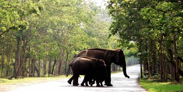 Wayanad Wildlife Sanctuary