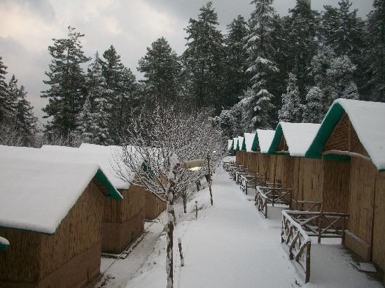 Camp Mashobra Greens – Shimla Yet_Holidify