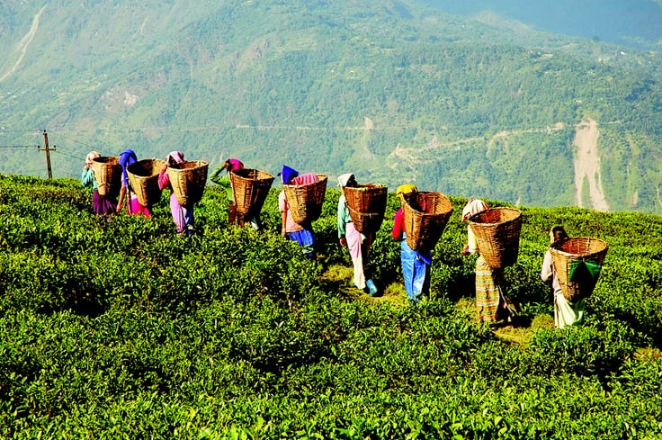 Tea Festival , Festivals of Assam