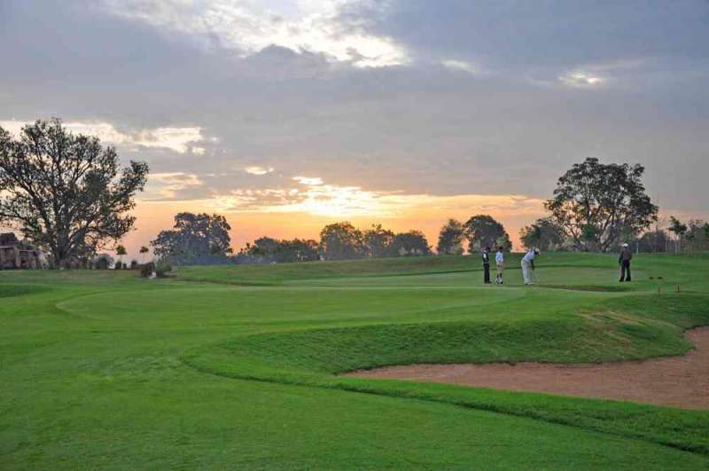 Gulmohar greens