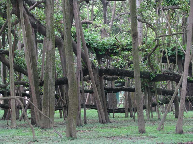 BANYAN TREE, Unusual Places in India