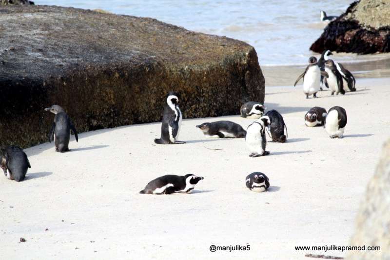 The-penguins-colony-at-Boulders-beach