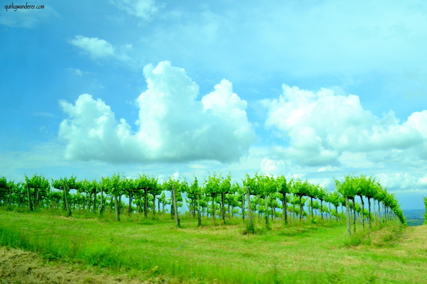 Vineyards