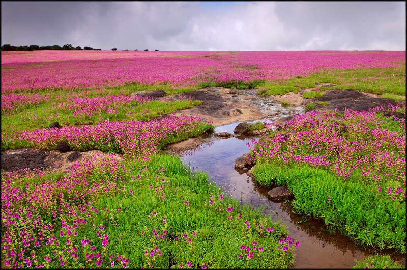 Kaas Plateau