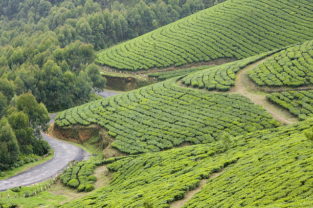 Munnar