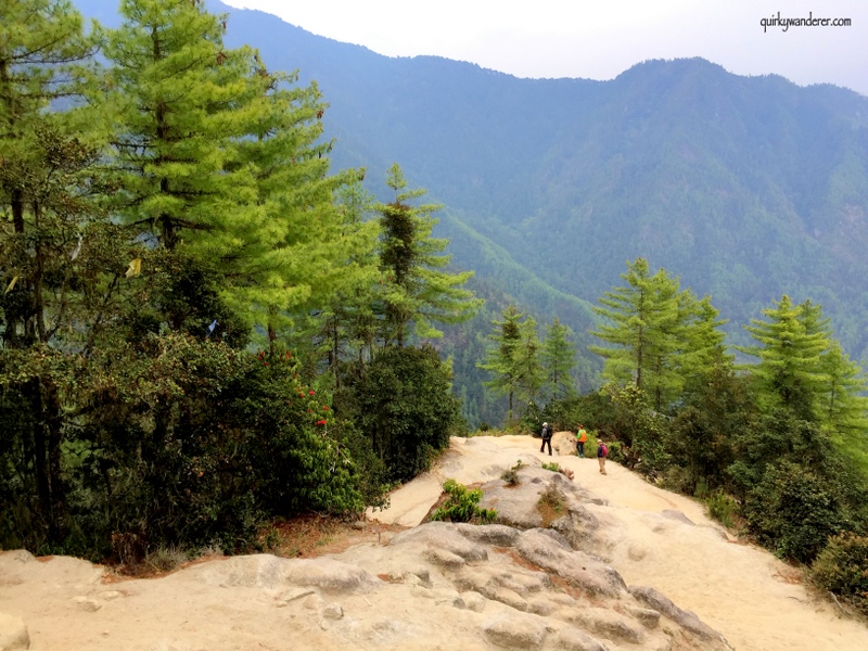 tigers nest 14