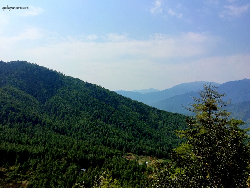tigers nest 5