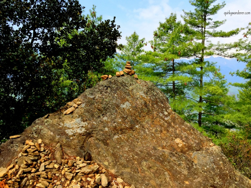 tigers nest 6
