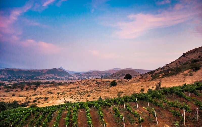 Grove Zampa Vineyards, team outing in bangalore