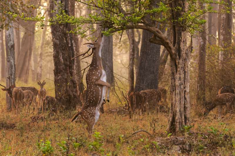 Nagarhole_Holidify, team outing in bangalore