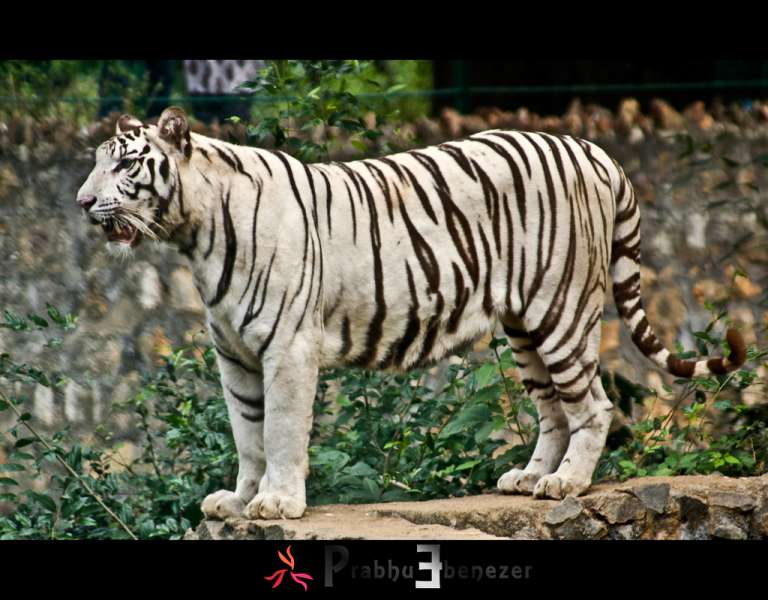 Arignar Anna Zoo, Best Zoos in India 