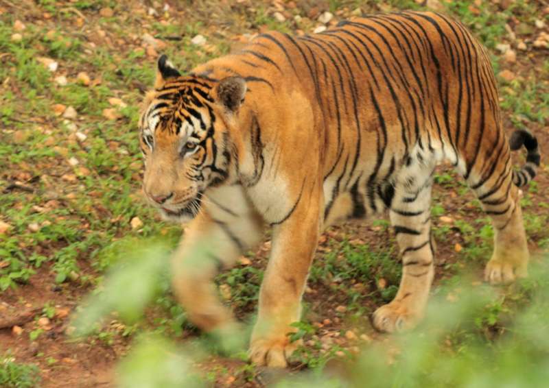 Mysore Zoo Tiger, Best Zoos in India 