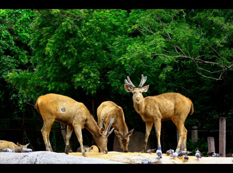 Nehru Zoological Park, , Best Zoos in India 