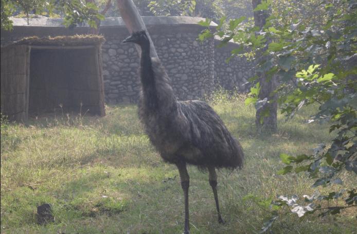 Chhatbir Zoo, Best Zoos in India