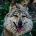 11 Best Zoos in India – A Zoological Zing For A Break