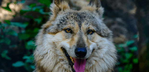 11 Best Zoos in India - A Zoological Zing For A Break