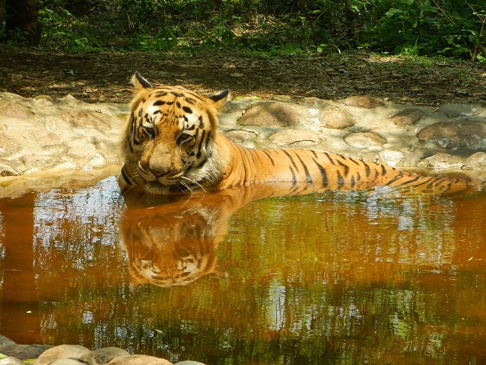 bangalore zoo safari