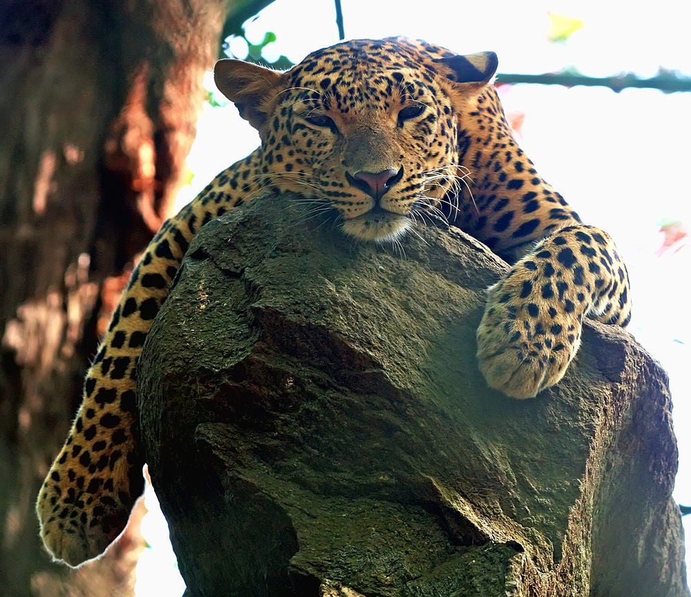 bangalore zoo safari