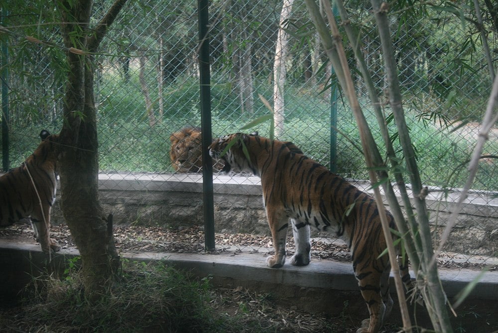 bannerghatta zoo safari fee