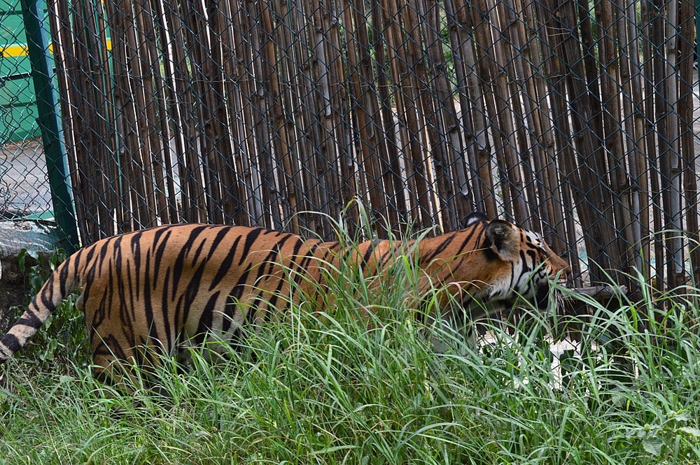 bannerghatta zoo safari fee