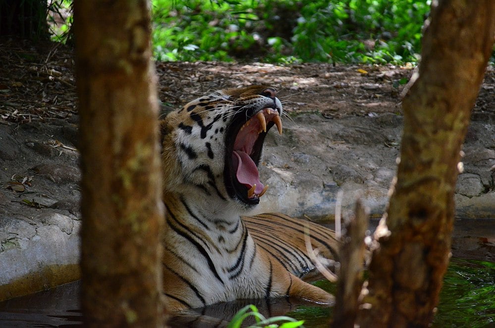 bannerghatta zoo safari fee