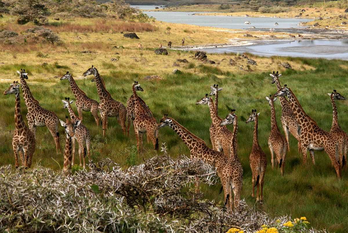 Arusha National Park Tourism 2026 Tanzania Top Places Travel Arusha National Park Tourism 2026 Tanzania Top Places Travel