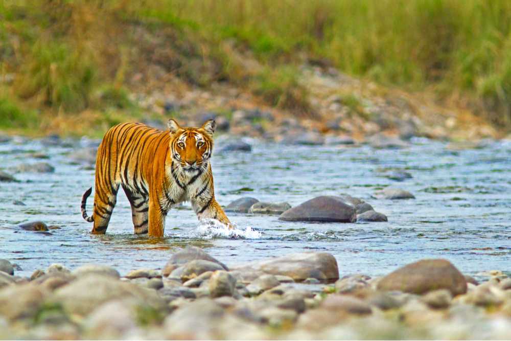 Corbett National Park Tourism (2023) Tiger Reserve, Wildlife Sanctuary