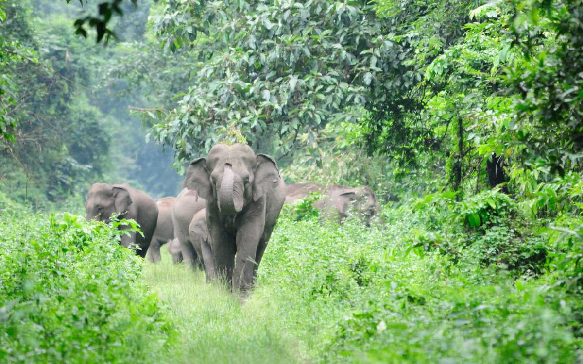 Kaziranga National Park Tourism (2023) Wildlife Sanctuary, Rhinos & Tigers