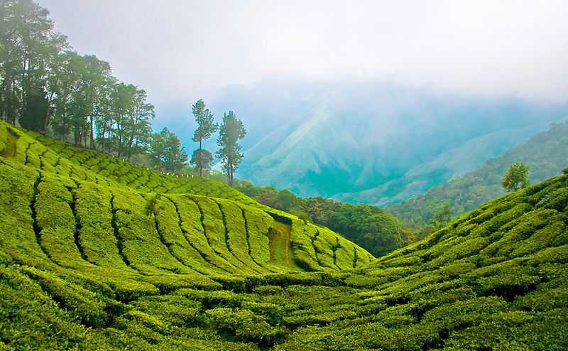 Munnar Tourism (2021) - India > Top Things To Do, Images, Tours & Packages