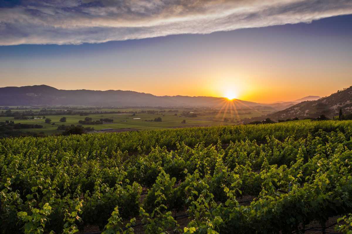 Napa Valley Tourism (2024) Usa > Top Places, Travel Guide Holidify
