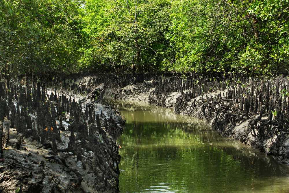 Sundarban Tourism