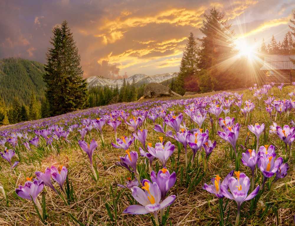 valley of flowers uttarakhand best time to visit