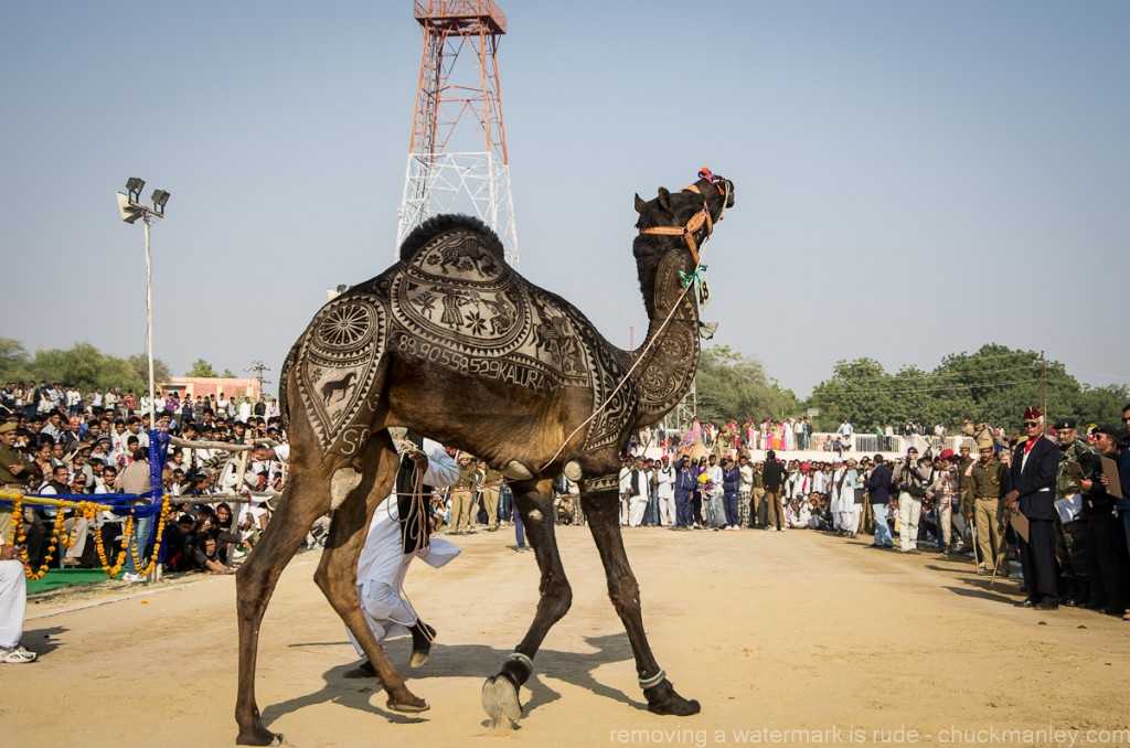 bikaner camel festival, bikaner, rajasthan