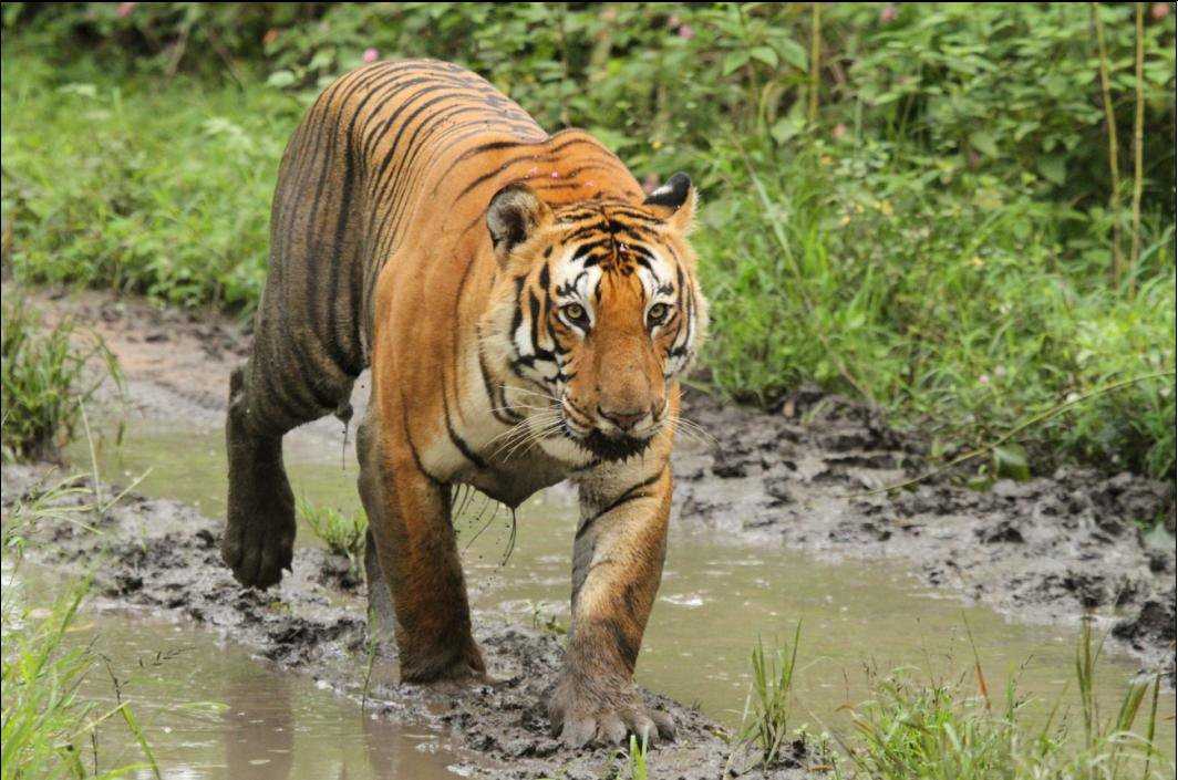 Kawal Wildlife Sanctuary, Adilabad (Andhra Pradesh)