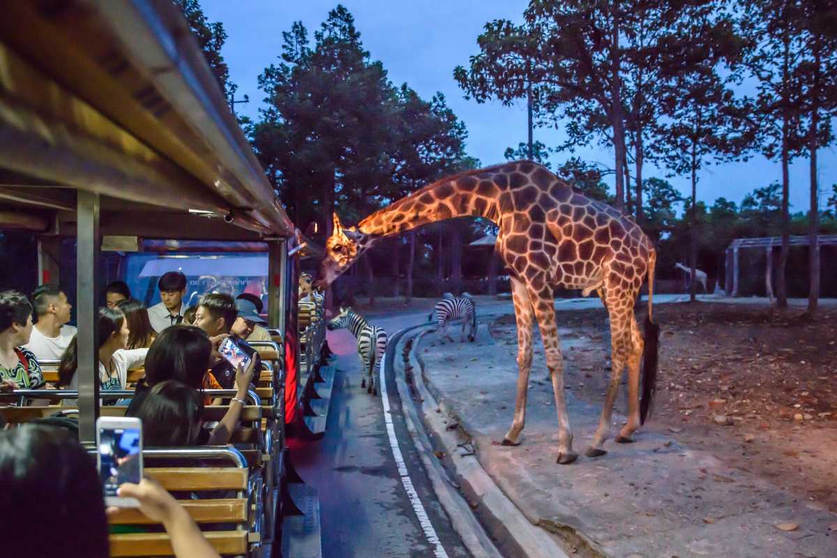 night safari in chiang mai